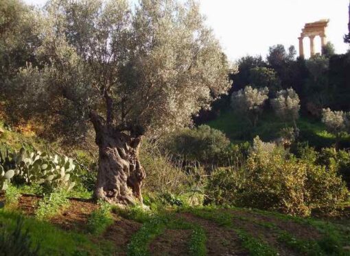 Giornate dell’archeologia – Giardino della Kolymbethra, Agrigento