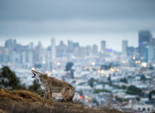 A Milano le foto del Sony World Photography Awards