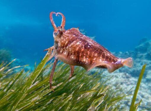 Posidonia, un patrimonio (d’ossigeno) da salvare