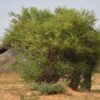 Un elefante gioca a nascondino nella savana