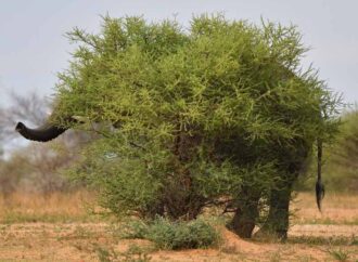 Un elefante gioca a nascondino nella savana
